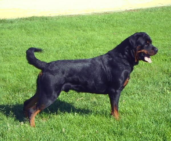 cachorros de rottweiler