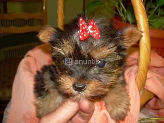 yorkshire terrier con pedigree y afijo