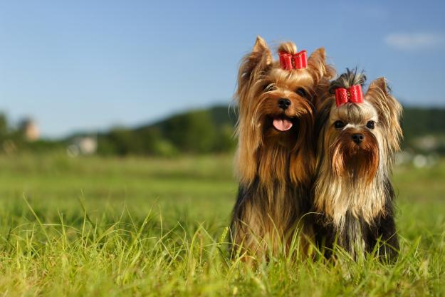 Yorkshire toy preciosos, muy pequeñitos.