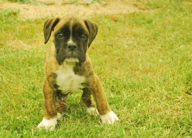 cachorros de Boxer en centro de adiestramiento: calidad y excelente genetica