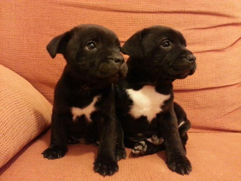 machitos staffordshire bull terrier con pedigree