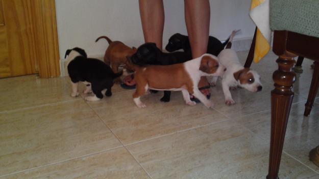 vendo pit bull