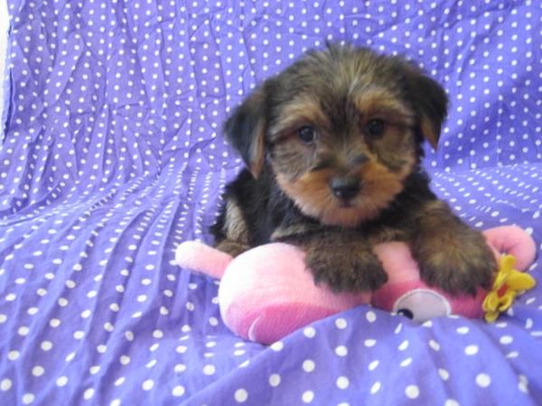 120 super-minis Yorkshire Terrier