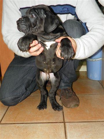 2 Cachorros de Dogo Aleman