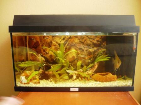 acuario 60L + peces +accesorios y decoración. Valencia.85€