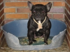 Bulldog frances,hembra adulta,pedigree. - mejor precio | unprecio.es