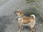 CACHORRITOS Muy arrugaditos de raza SHARPEI, se vende, familia particular, Seriedad, Pedigre Rsce (loe), MUY BARATOS - mejor precio | unprecio.es