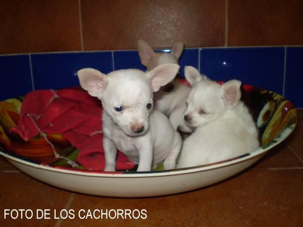 Cachorros Chihuahuas preciosos. 600