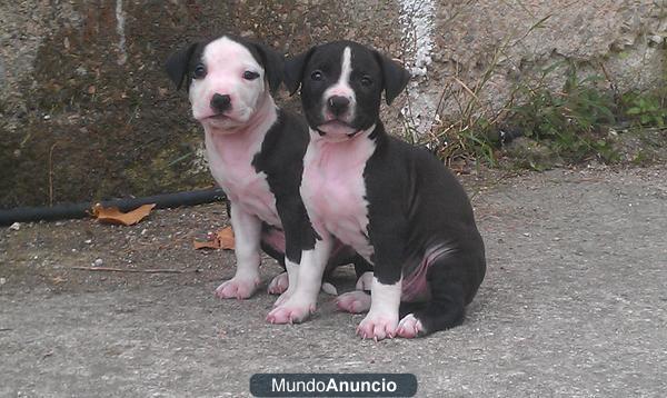 Cachorros de American Staffordshire Terrier