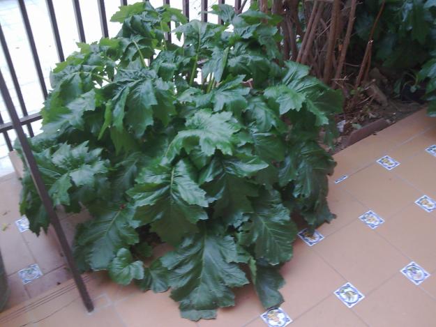 Hojas de acanto para jardin