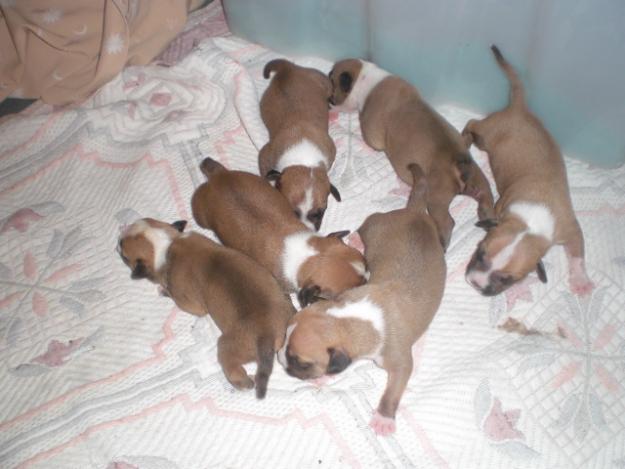 Impresionantes cachorros de American Staffordshire Terrier.