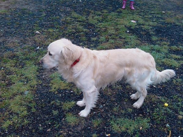 ofrecco macho golden retriever puro para montas