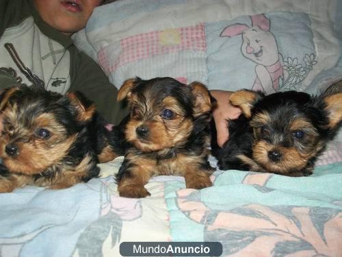 PRECIOSA CAMADA YORKSHIRE TERRIER MARBELLA - MINI TOY