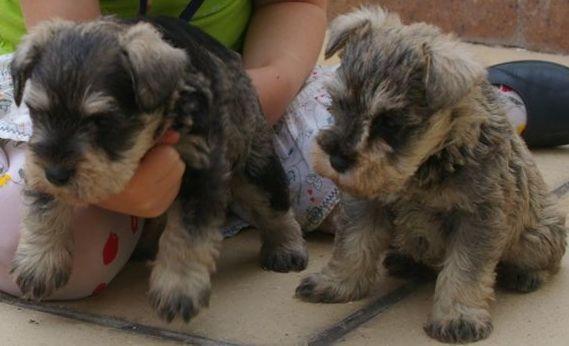 schnauzer miniatura sal y pimienta 360 euros.