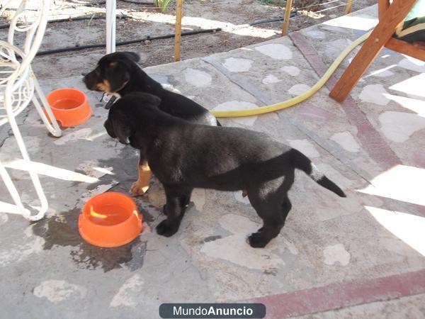 SE REGALAN CACHORROS Cruce pastor alemán