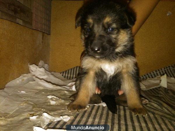 Vendo cachorros de pastor aleman