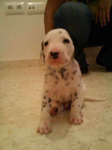 vendo dalmata