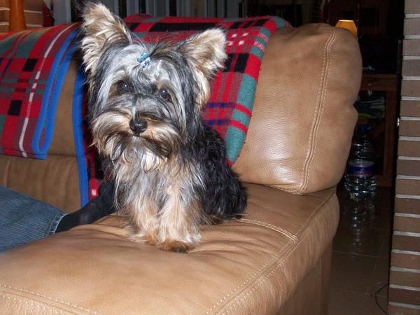 YORKSHIRE TERRIER PEQUEÑOS  NACIDOS 8/11/09