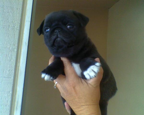 Cachorrita de Carlino con buen pedigrí