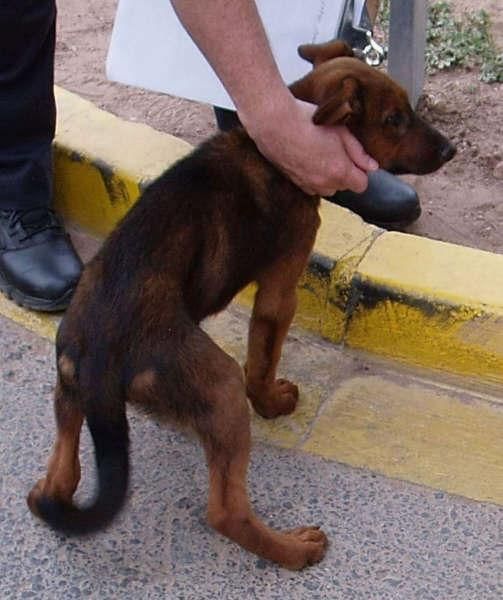 CACHORRO CRUCE DE DOBERMAN EN ADOPCION