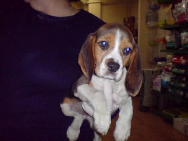 CACHORROS DE BEAGLE, CALIDAD EXCELENTE