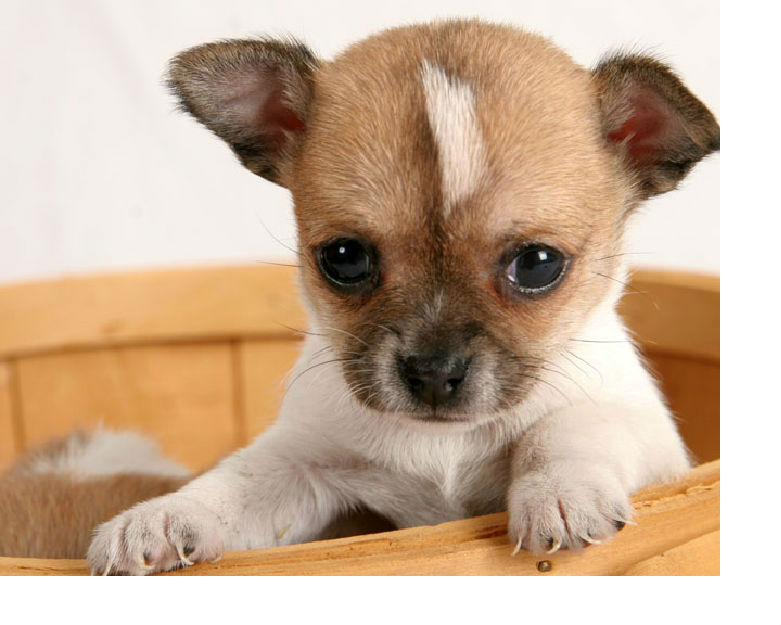 Chihuahua