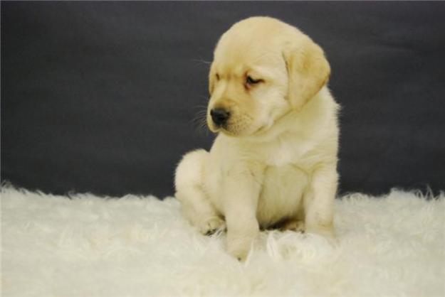 golden retriever, disponibles perritosde dos meses