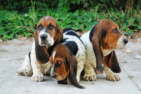 Los mejores cachorros de Basset hound, aprovecha