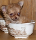 Preciosos Chihuahua, muy economicos - mejor precio | unprecio.es