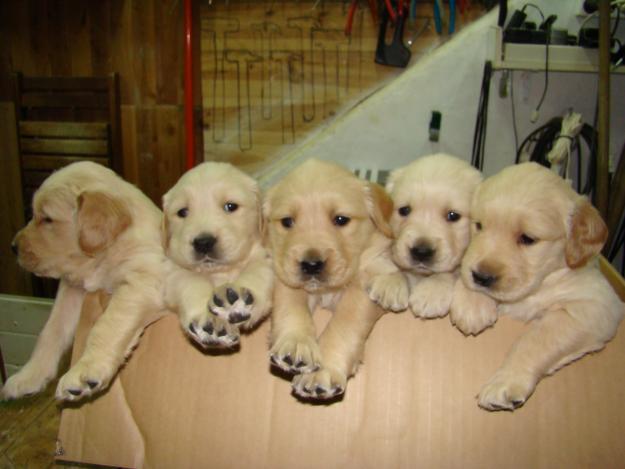 SE VENDE CAMADA DE GOLDEN RETRIVER