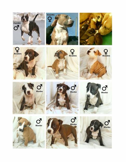 SE VENDEN CACHORROS AMERICAN STAFFORDSHIRE TERRIER