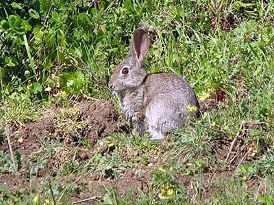 venra de conejos