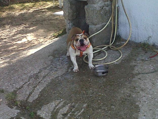 bulldog ingles macho-3 años