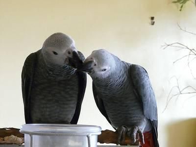 2 saludable loross grisess africanoss (Yacoo) para su aprobaciónn