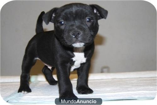 CACHOROS DE STAFFORDSHIRE BULL TERRIER, DE DOS MESES