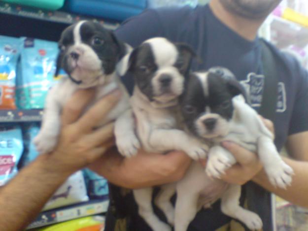 CACHORRITOS DE BULLDOG FRANCES, 500 EUROS