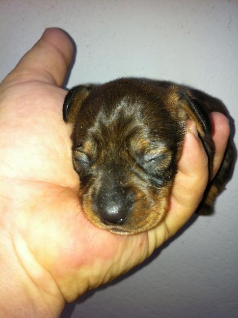 cachorros teckel miniaturas pelo duro