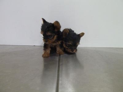 Cachorros yorshire terrier