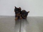 Cachorros yorshire terrier - mejor precio | unprecio.es