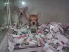 CHIHUAHUAS PERROS IDEALES PARA PISOS Y APARTAMENTOS, , perros, cachorros, criadero, venta. Criamos chihuahuas de pelo c - mejor precio | unprecio.es