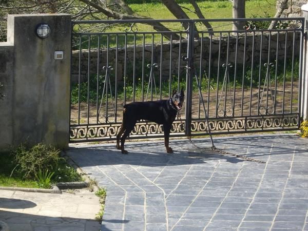 Doberman excelentes cachorros