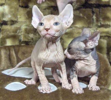 gatos sphynx calidad exposicion o cria