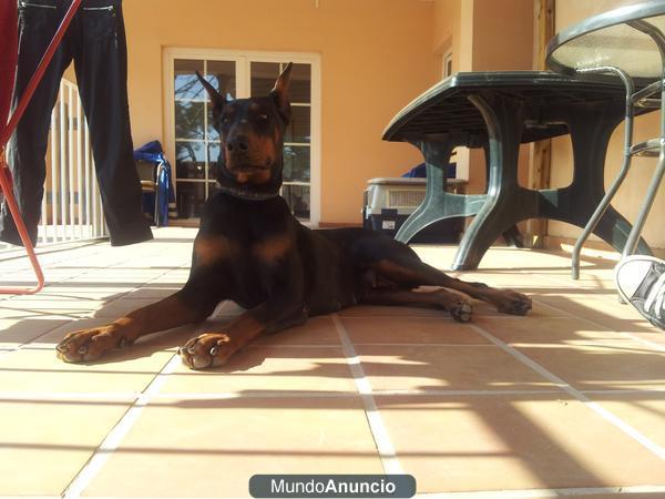 Preciosa Hembra de la raza Dobermann