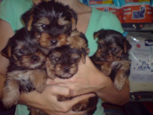 PRECIOSOS CACHORROS DE YORKSHIRE, 400 EUROS