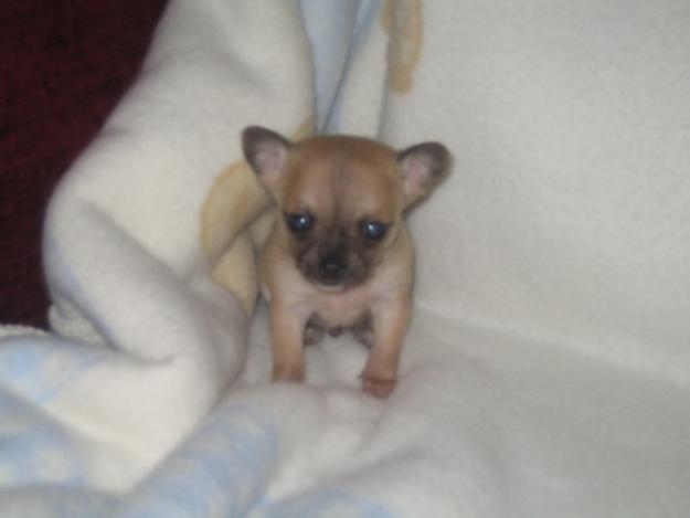 vendo chihuahua machito toy