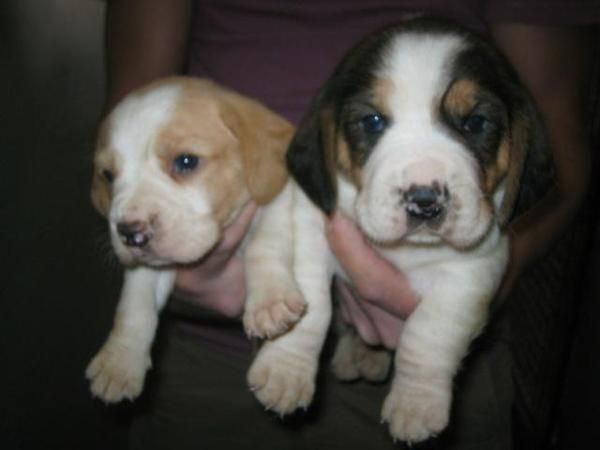 Bonitos cachorros de beagle