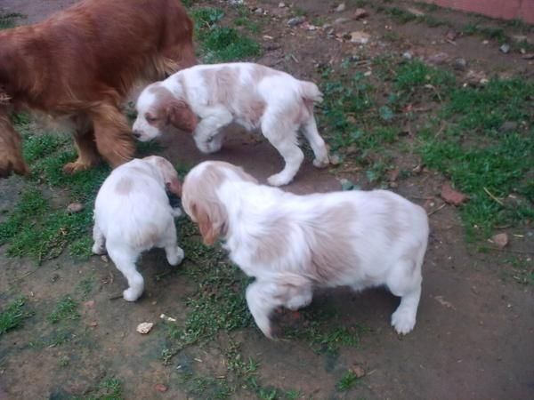 Cachorros  spaniel breton.