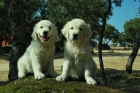 exclusivos golden retriever con pedigree LOE en avila - mejor precio | unprecio.es