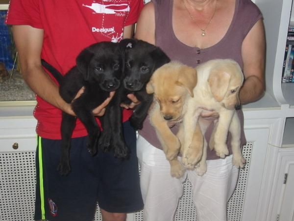 Labradores retriever,cachorros,dorados y negros.