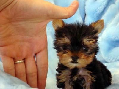 LINDOS YORKSHIRE TERRIER TOY A 400 EUROS
